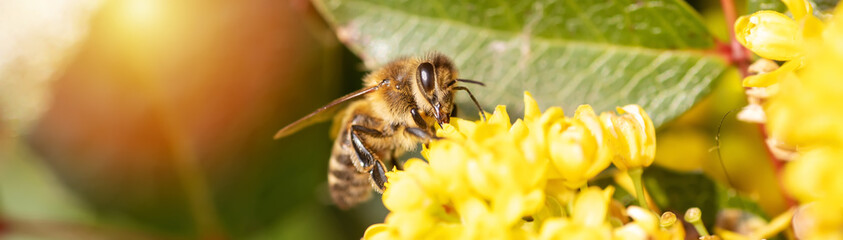 Banner with honey bee collecting nectar in spring from flower Mahonia aquifolium,, Oregon Grape In Bloom