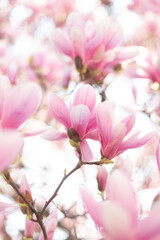 Fototapeta na wymiar Pink magnolia blossom. Beautiful spring outdoor scene