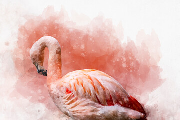 Portrait of a Flamingo, watercolor painting. Red flamingo (Phoenicopterus ruber), zoological illustration, hand drawing. © britaseifert