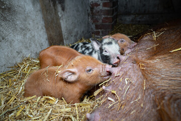 Schweinehaltung auf Stroh, kleine  niedliche Ferkel saugen Milch bei einer Sau.