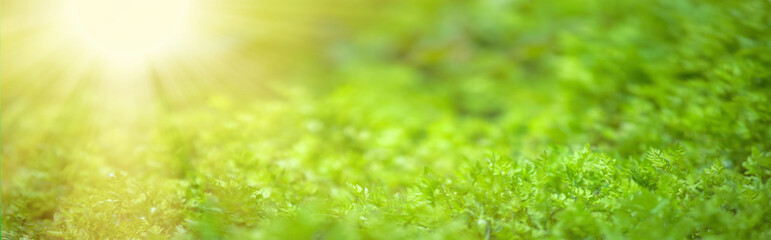 Young green sprouts of plants in spring are illuminated by sunset rays. Long spring banner. concept...