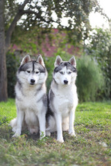 Obraz premium couple of siberian huskies in the park