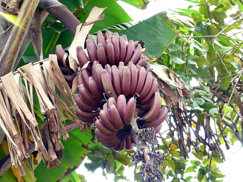Red banana (Musa acuminate) Musaceae family. Is a wired tape of banana, it's a triploid cultivar of the wild banana Musa acuminata, belonging to the AAA group. Amazon, Brazil