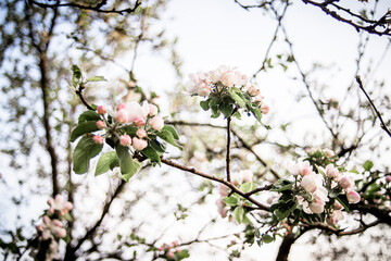 Blossoming branches of apple trees against the sky and trees