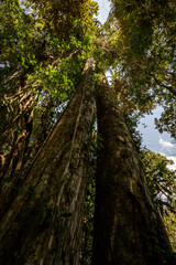 Fototapeta premium Tall jungle trees