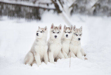 Siberian Husky puppy in the snowy forest