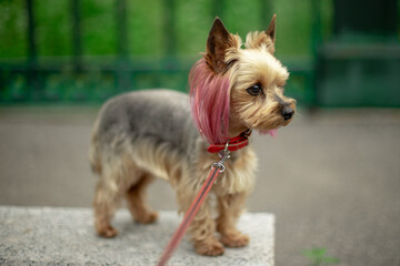 A small Yorkshire terrier with a stylish haircut from groomers. The puppy has pink-purple hair. Color dog.