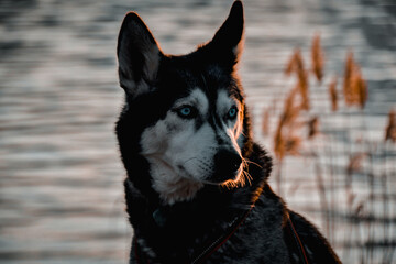 portrait of a black dog