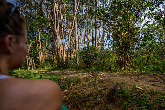 Lemur island