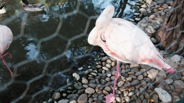 Beautiful pink flamingo behind mesh grid fence in a zoo standing on one leg and cleaning feather under wing. Keeping endangered animals in captivity for tourist entertainment. Restrictive environment.