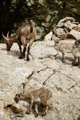 Famille de bouquetins