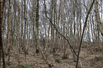 Moor landscape in Northern Germany / Moorlandschaft in Norddeutschland (Huvenhoops Moor)