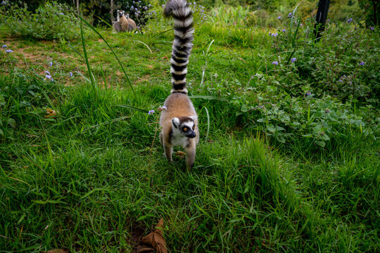 Lemur island