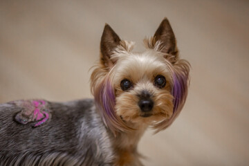 Small Yorkshire Terrier with a stylish haircut from groomers. The puppy has purple hair. Color dog.