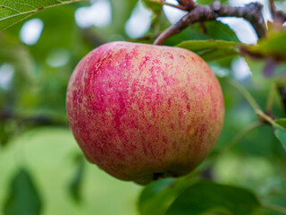 Apple on an appletree
