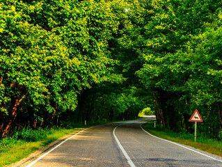 natural tree tunnel. natural tree tunnel. tree tunnel on bartın karabük highway.
