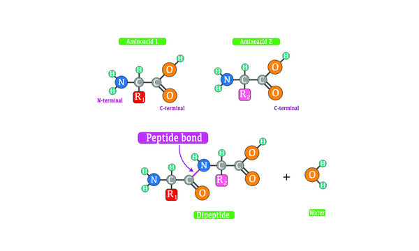 Aminoacids [Peptide Bond] 