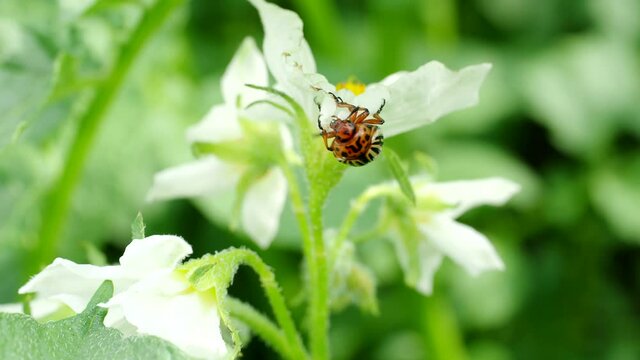 Colorado beetle (Leptinotarsa decemlineata) bug crawling on potato plant in 4K VIDEO. Close-up of insect pest causing huge damage to harvest in farms and gardens.