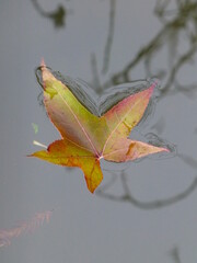 Obraz premium Autumnal maple leaf floating in the river