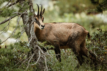 Chamois dans la forêt
