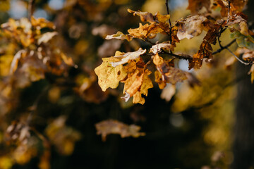 autumn leaves on the tree