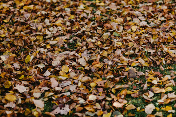 background of leaves