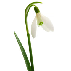 Snowdrop isolated in the white