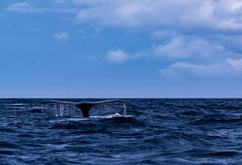 Fototapeta premium Humpback Whale in Amamioshima