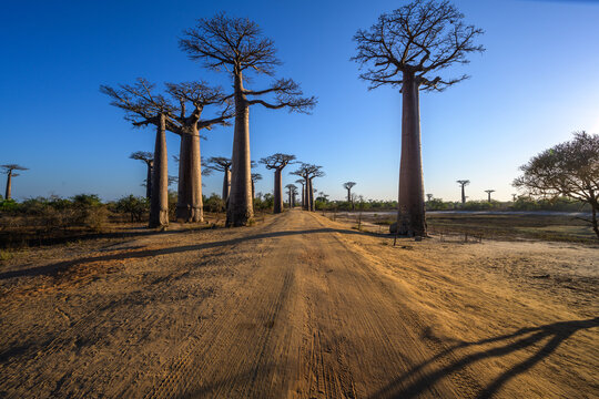 Avenue of the Baobas