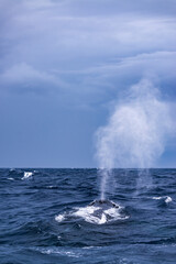 Humpback Whale Blow