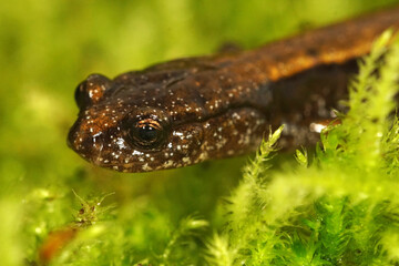 Fototapeta premium Closeup of the head of a subadult Dunn's salamander, Plethodon dunni