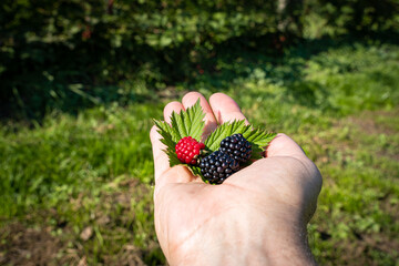 Brombeeren zum Selberpflücken - auf einer Hand präsentierte, frische Brombeeren.