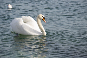Obraz premium A beautiful white swan is floating on the sea. 