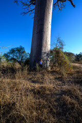 Fototapeta na wymiar Avenue of the Baobas