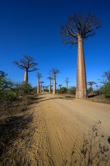 Fototapeta na wymiar Avenue of the Baobas