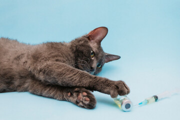 A gray cat lies on a blue background next to a syringe and a bottle of medicine. The concept of...