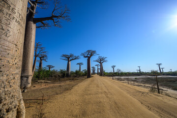 Avenue of the Baobas