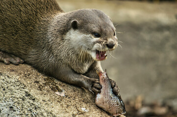 animals