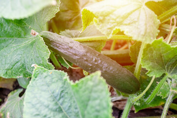 chinese cucumber slangen at garden bed. green and long vegetable cultivated at organic farm. agricultural concept