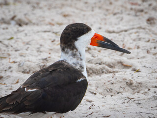 Black skimmer bird on beach