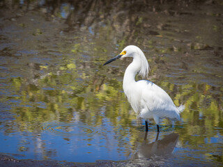 Snowy egret fishing in water