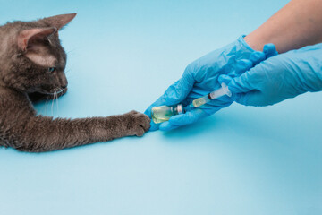 With a syringe from a bottle, hands in medical gloves are taking medicine, and a gray cat is lying...