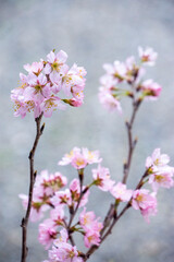 日本の桜