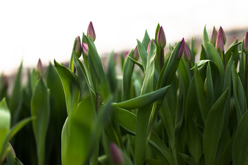 tulips growing in a greenhouse