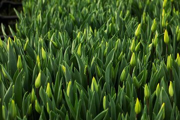 tulips growing in a greenhouse