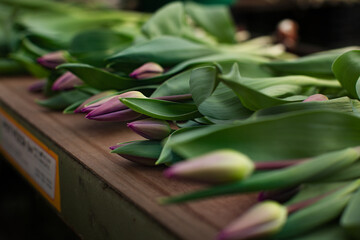Obraz premium close up of fresh tulips