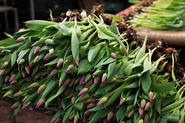 Freshly picked tulips in the greenhouse