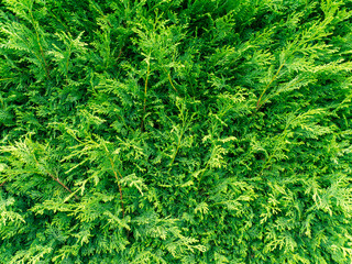 Green thuja hedge closeup