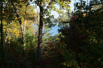 Obraz premium Blue Ridge GA Woods and Forest