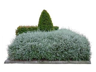 Shrubby germander and red photinia fraseri bush hedges and yew in the urban landscape design...